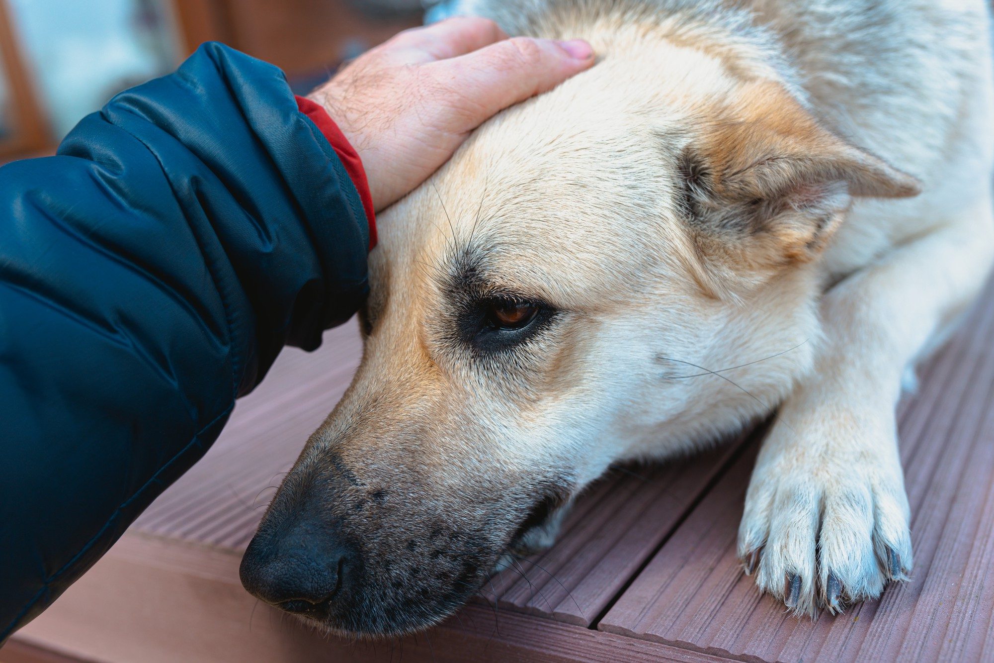 Dog Head Exploding Veteris | Head Trauma in Dogs: Is it an Emergency? - Veteris