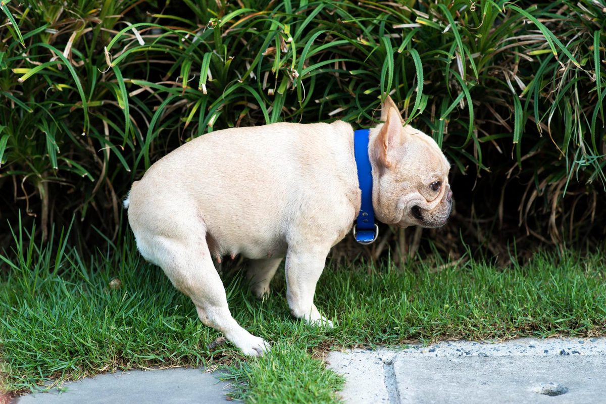Veteris | Dog Constipation: What to Do and When to See a Vet - Veteris