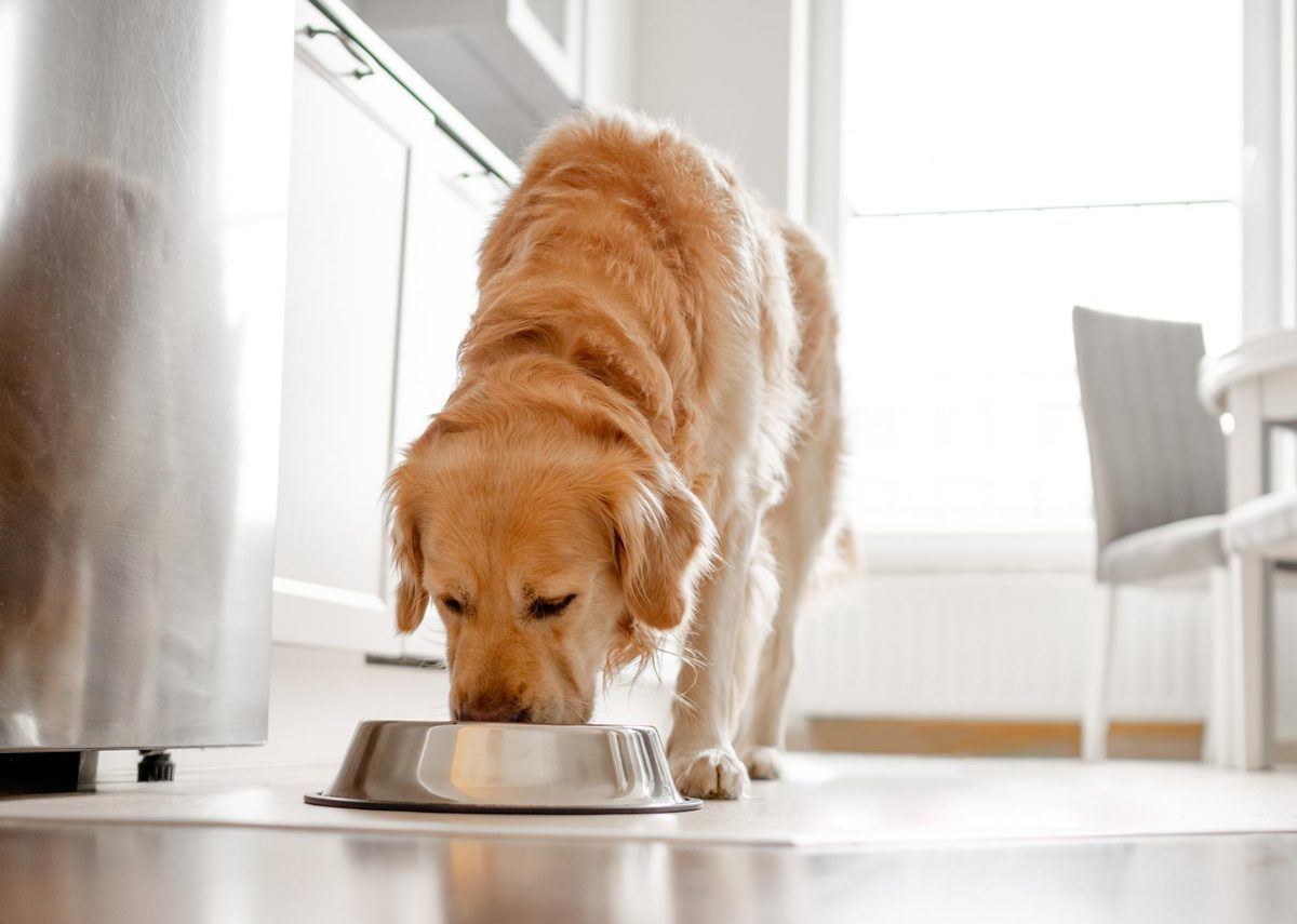 Causes Of Erratic Eating In Dogs photo