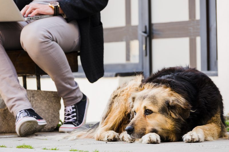 Beautiful view of Causes Of Lethargy In Dogs From Eating Elderberry Grass