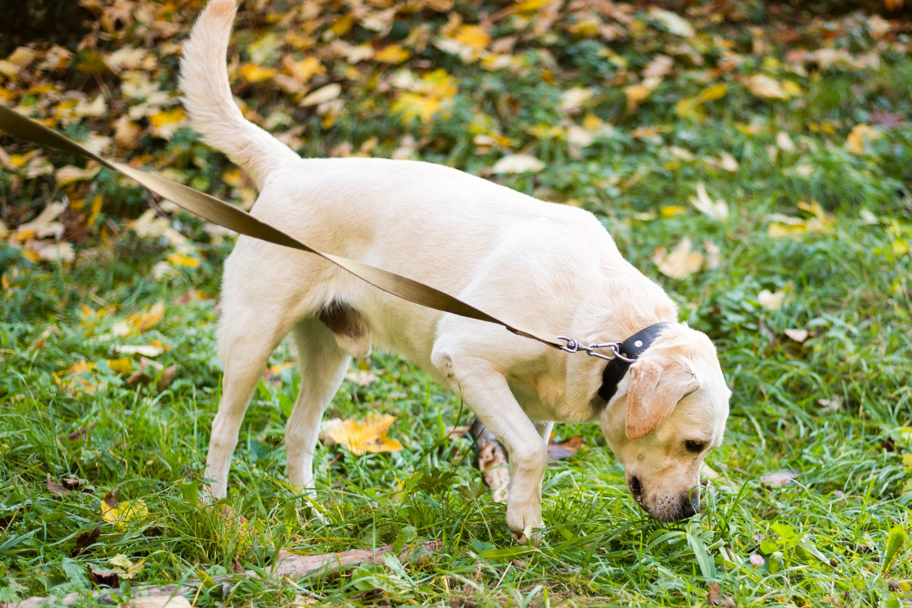 Veteris | Dog Limping Front Leg: How to Manage and Treat - Veteris