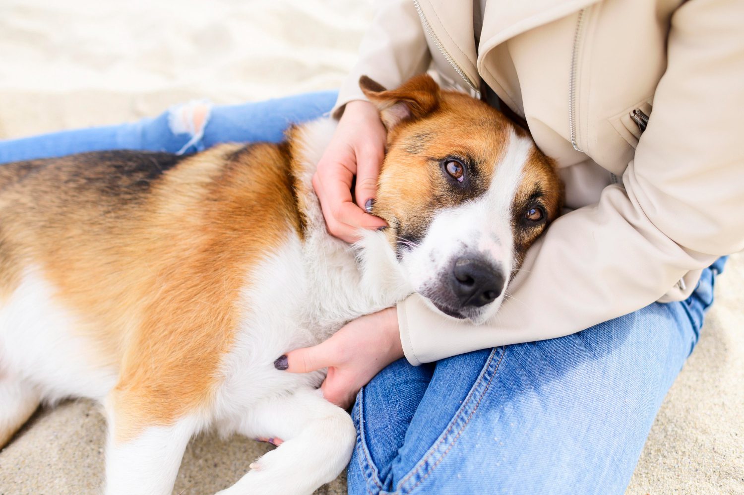 Beautiful view of Limping Front Leg And Lethargy In Dogs Arthritis