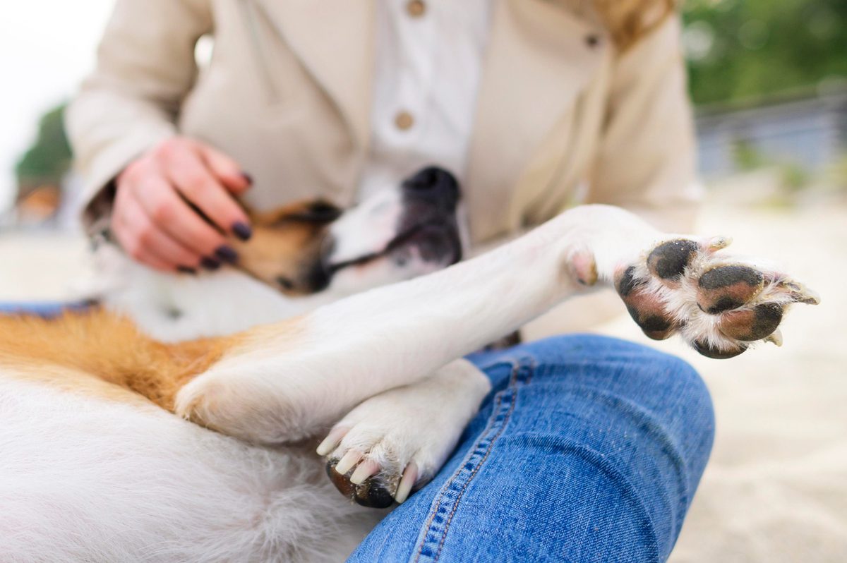 Dog Front Leg Limping When Pinpoint Location Interesse photo