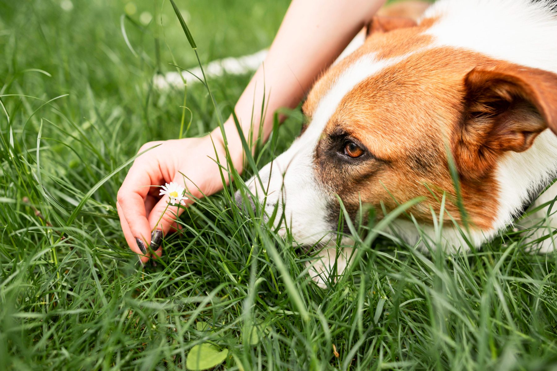 Veteris | Why Do Dogs Eat Grass and What to Do About It - Veteris