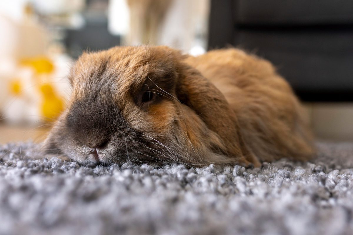 Rvhd Rabbit Veteris | Rabbit Haemorrhagic Disease (RHD): What to Do - Veteris
