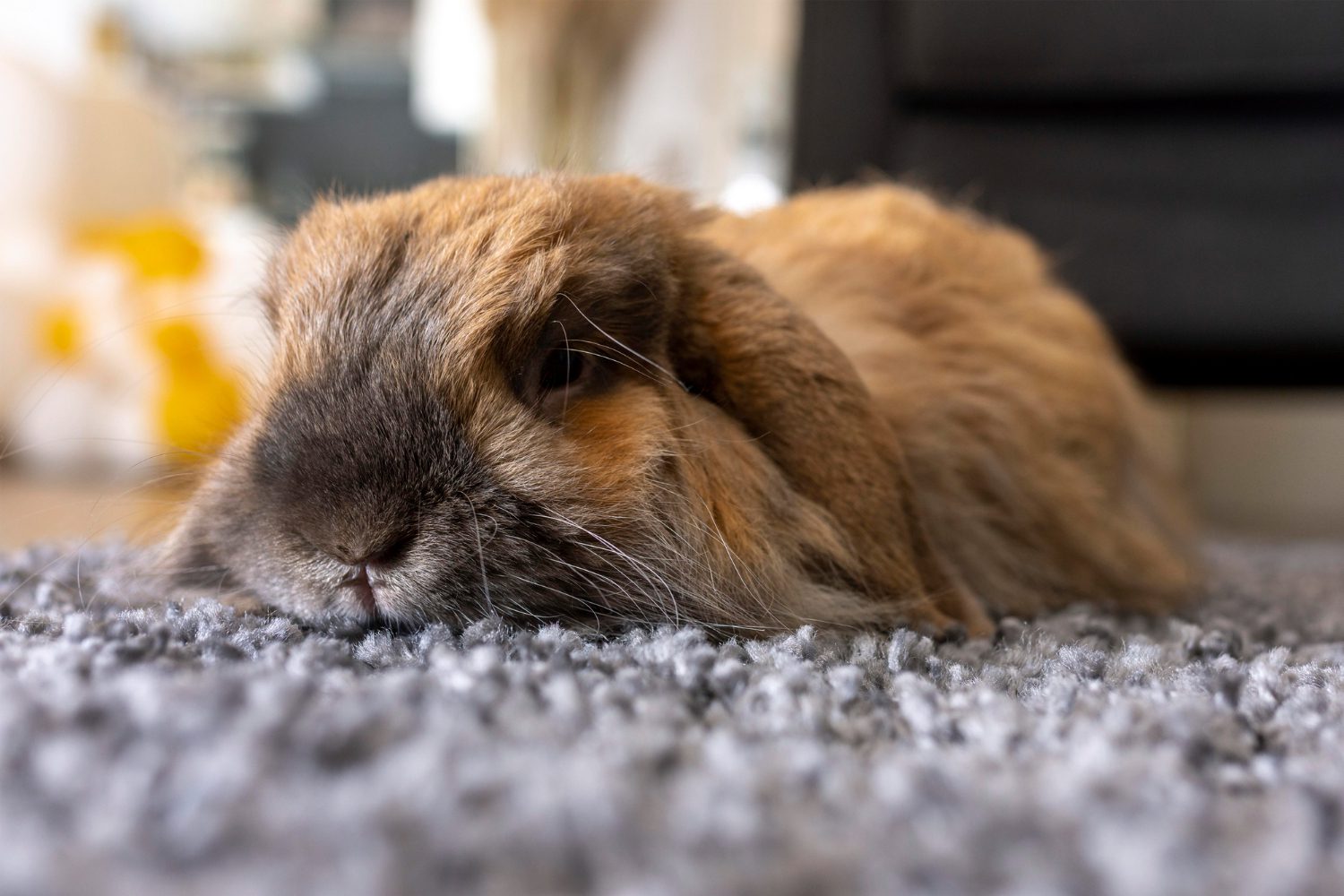 What Is Rhd Veteris | Rabbit Haemorrhagic Disease (RHD): What to Do - Veteris