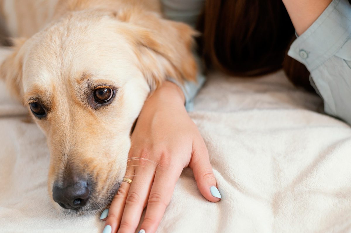 Coping With Dog Euthanasia photo