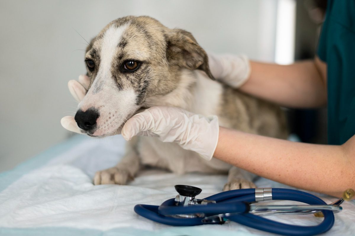 Veteris | Dog Constipation: What to Do and When to See a Vet - Veteris