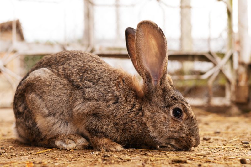 Inappetent Rabbit Veteris | Rabbit Not Eating: When to Worry and Management - Veteris
