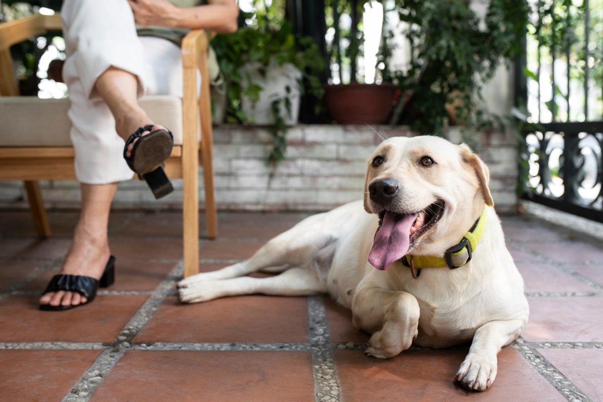 Veteris | Dog Limping Front Leg: How to Manage and Treat - Veteris