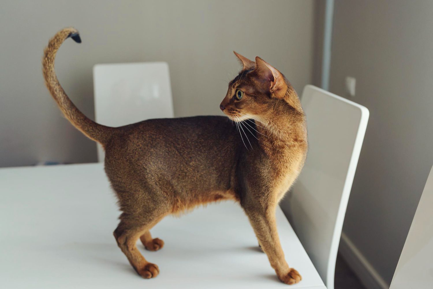 Veteris | Cat Tail Shaking: Is it an Emergency? - Veteris Veteris | Cat Tail Shaking: Is it an Emergency? - Veteris