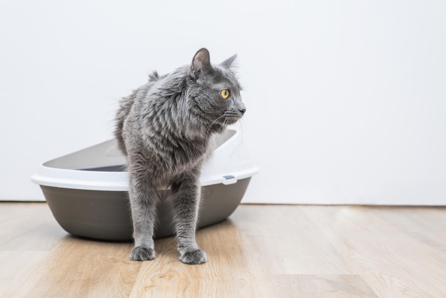 Veteris | Cat Tail Shaking: Is it an Emergency? - Veteris Veteris | Cat Tail Shaking: Is it an Emergency? - Veteris