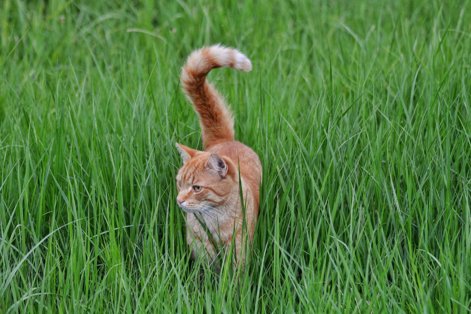A closer look at Feline Interstitial Cystitis Weight Loss
