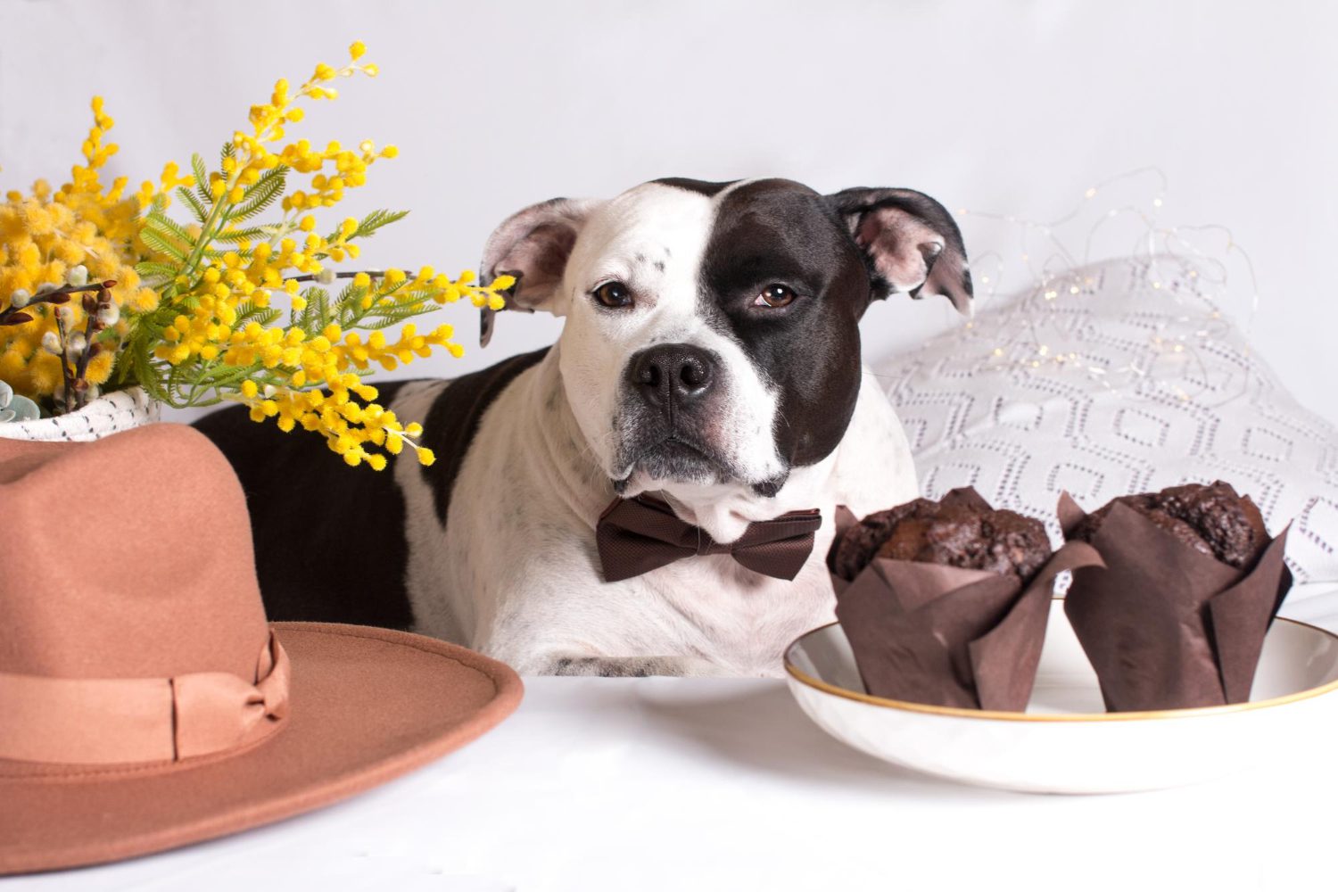 Puppy Eats Chocolate And Has A Gastrointestinal Perforation photo