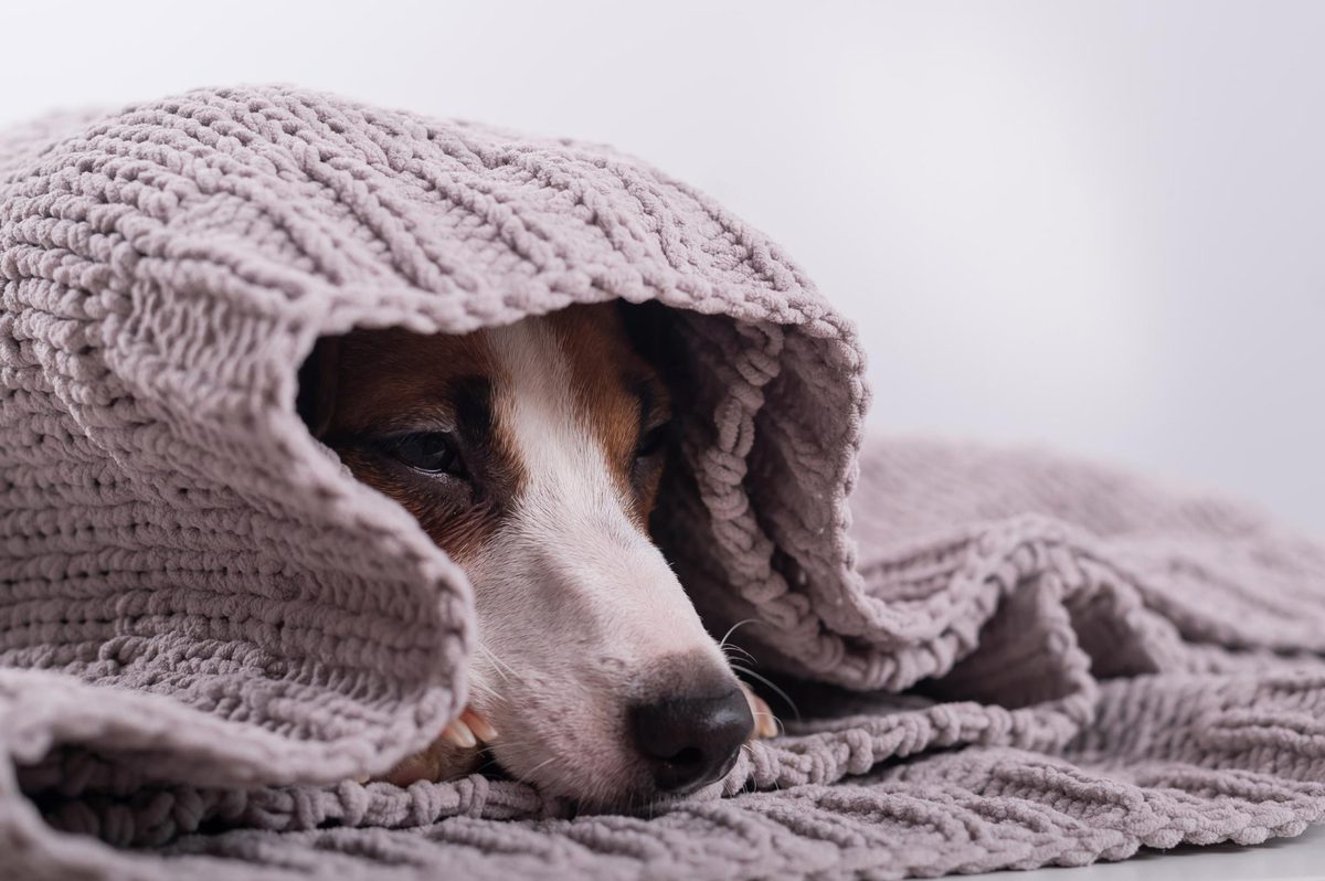 Stunning Can Dogs Get Hypothermia image