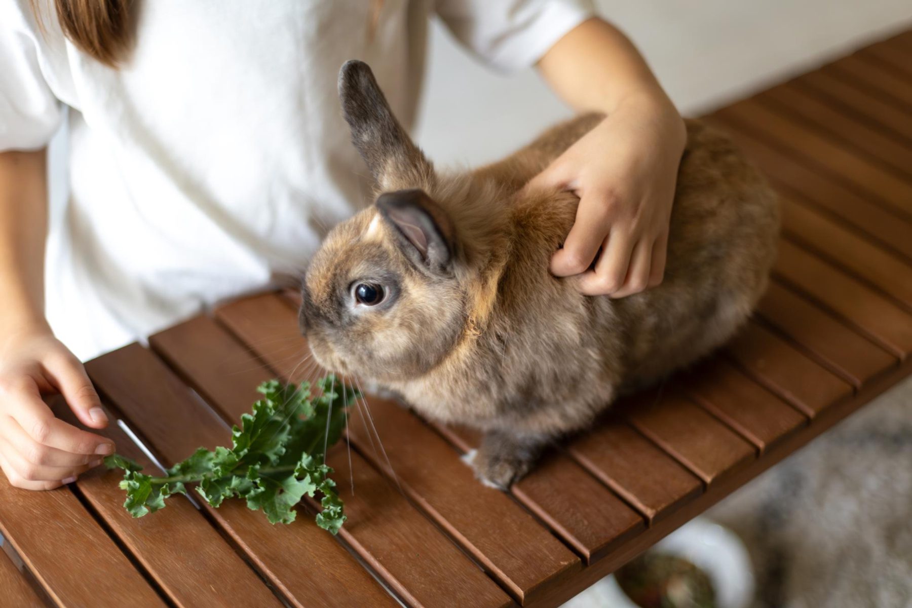 Veteris | Rabbit Not Eating: When to Worry and Management - Veteris