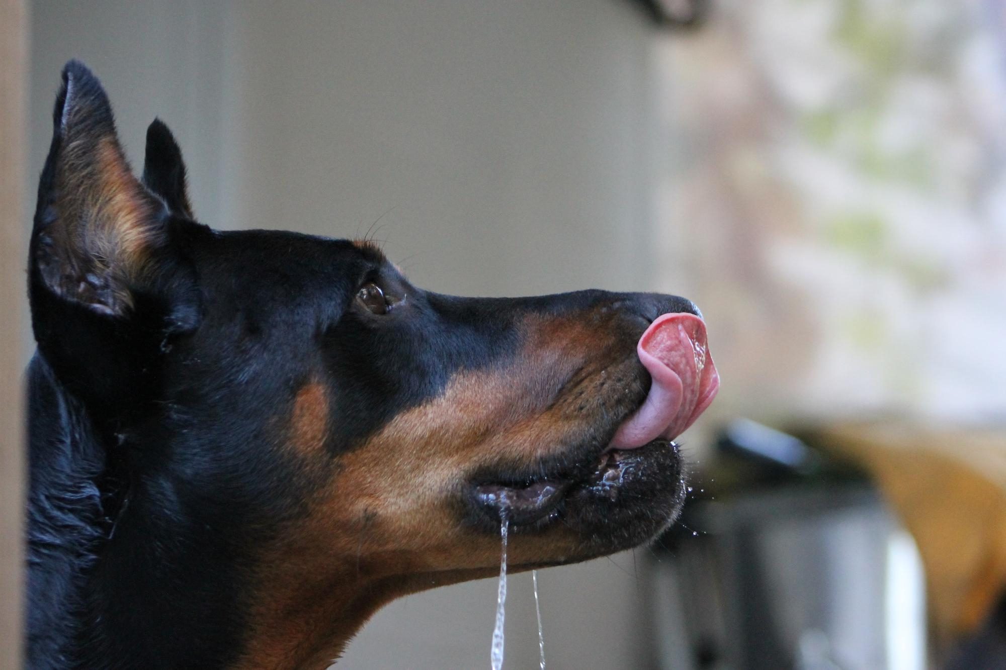 A closer look at Dogs Eating Grass And Having Mucus In Stool