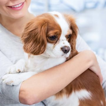Aftercare with dog