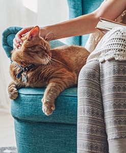 Cat On Sofa