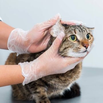 Consultation With Cat