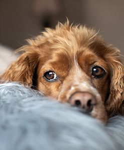 Dog On Sofa