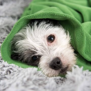 Dog Waiting For Vet