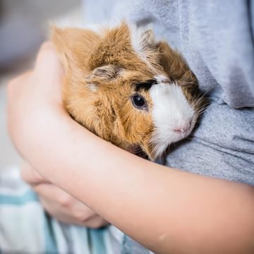 Hamster and owner at home