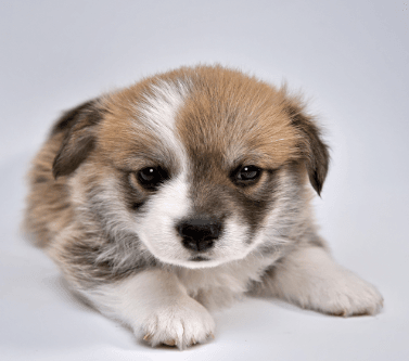 Parvo2