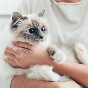 Person holding cat