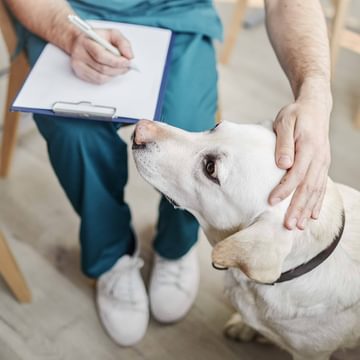 Vet Writing Report With Dog