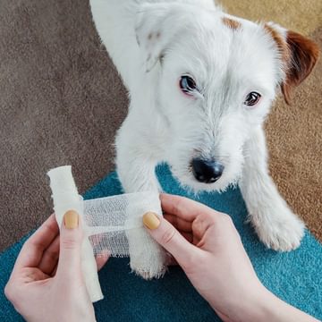 Vet and dog at owner