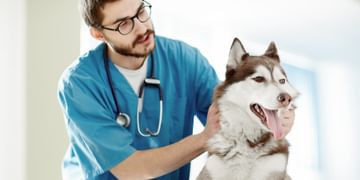 Vet examining dog
