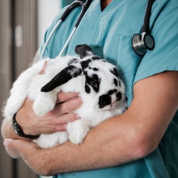 Vet holding bunny