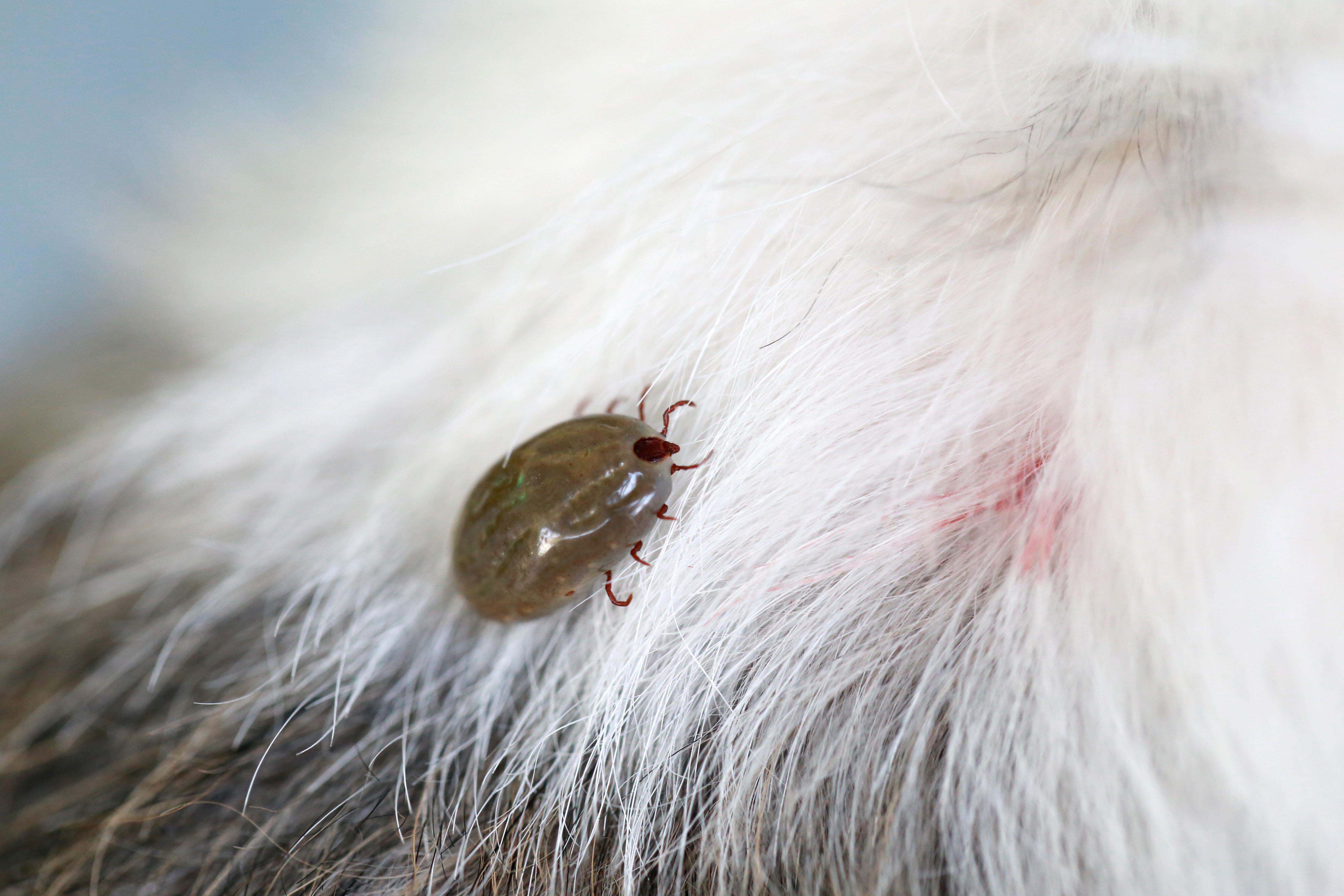 Big tick dog clearing