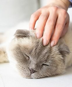 Carassing sleeping cat