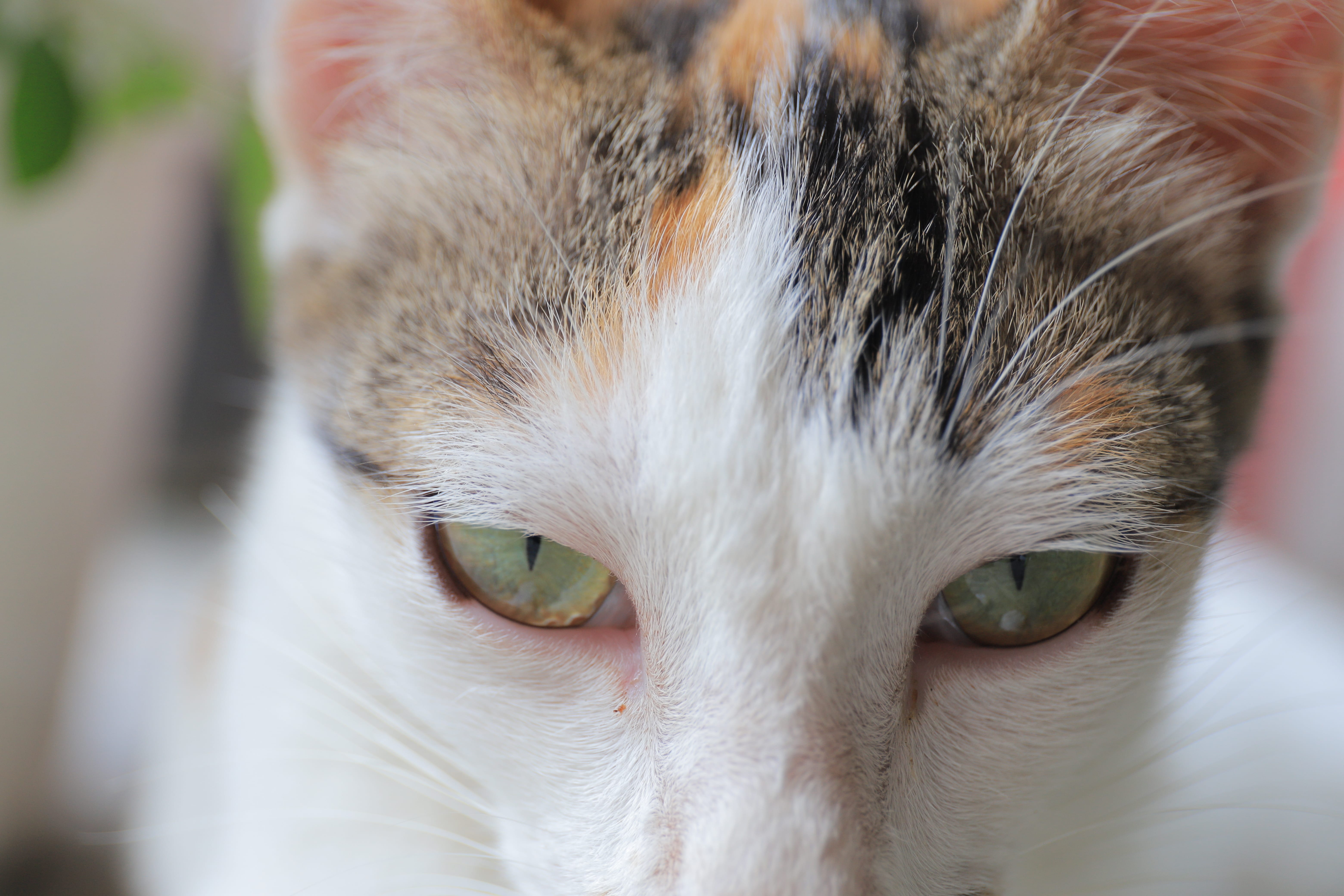 Close up portrait cat