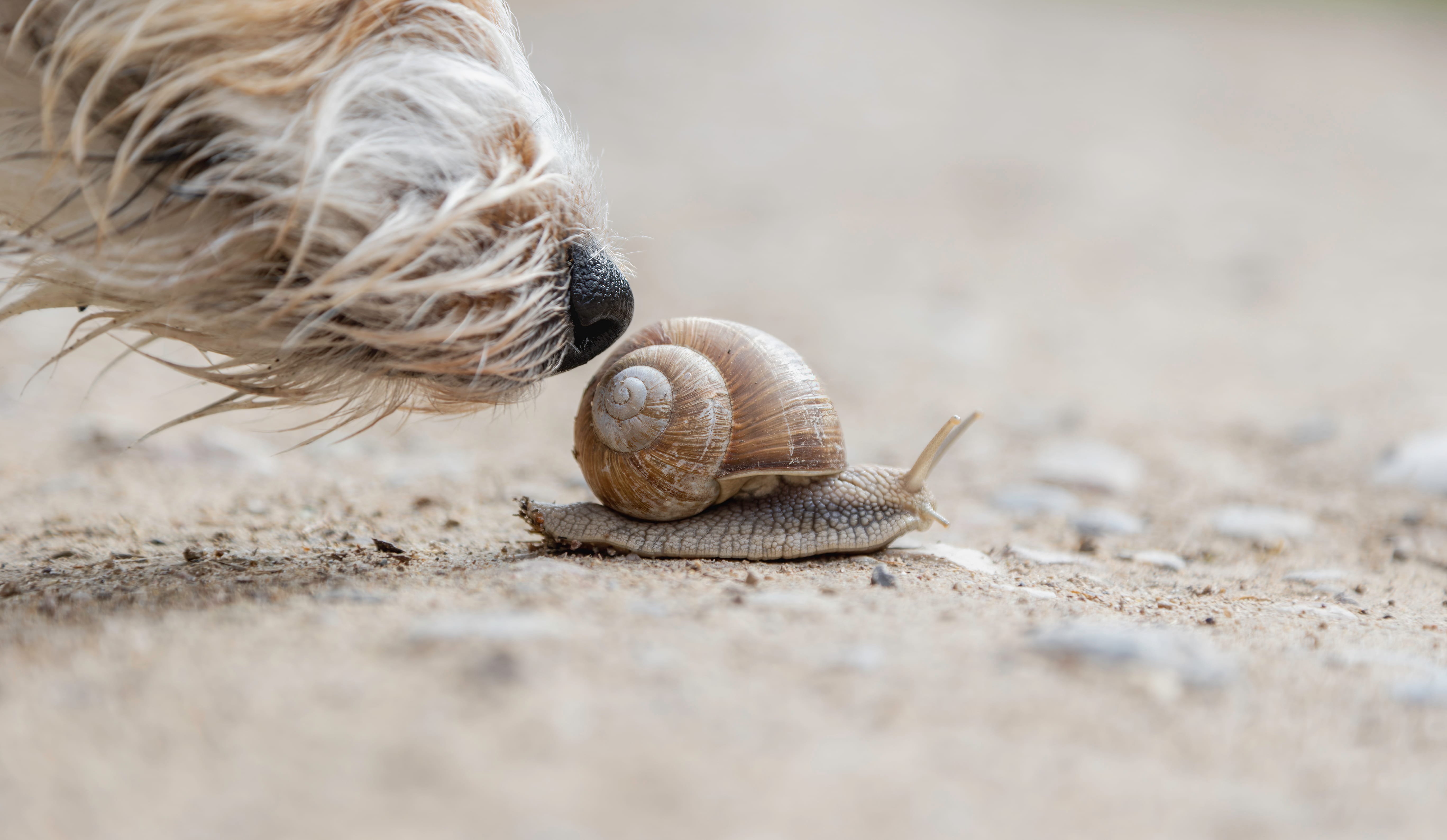 Close up snail