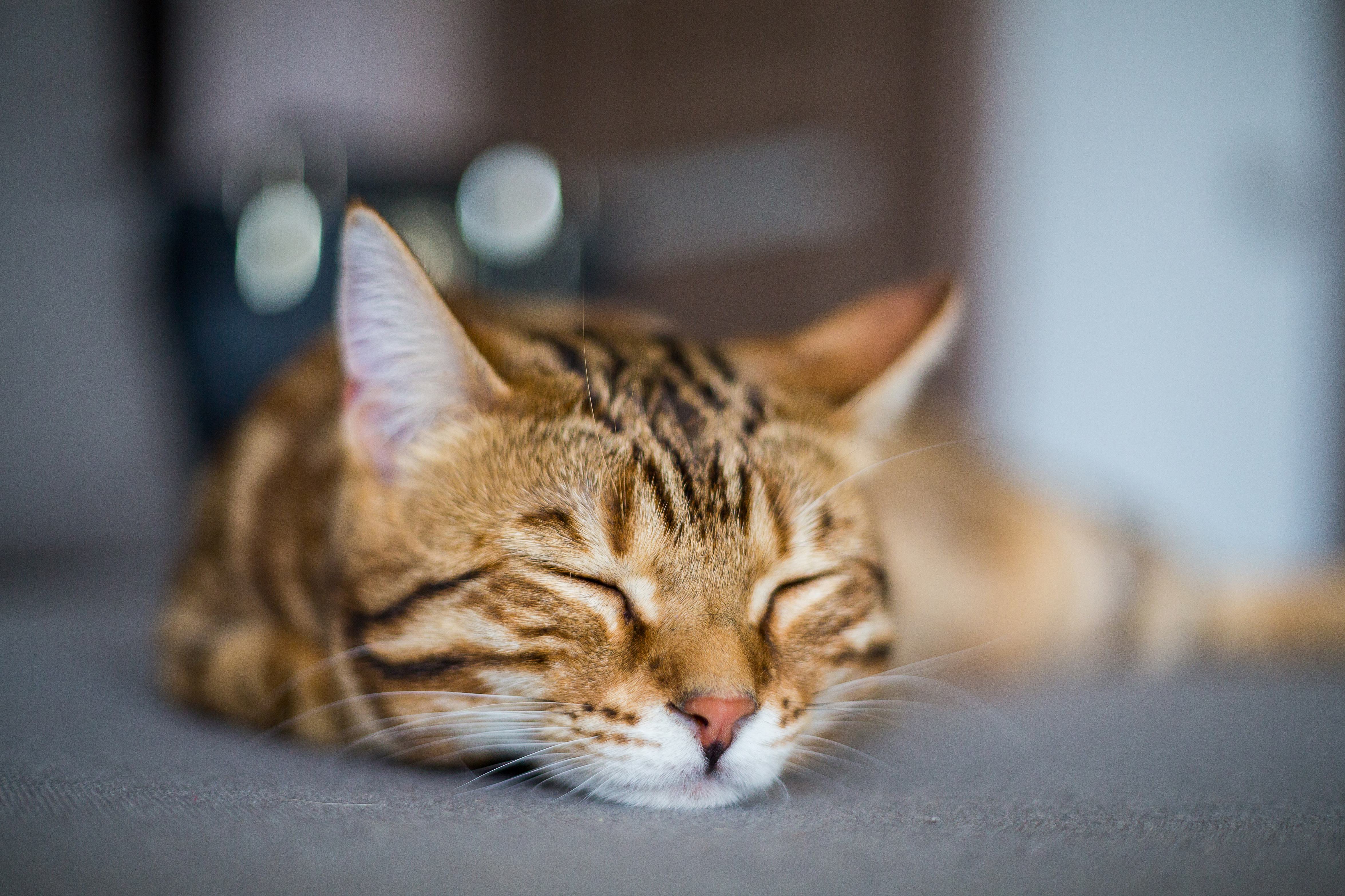 Closeup cute bengal cat sleeping floor