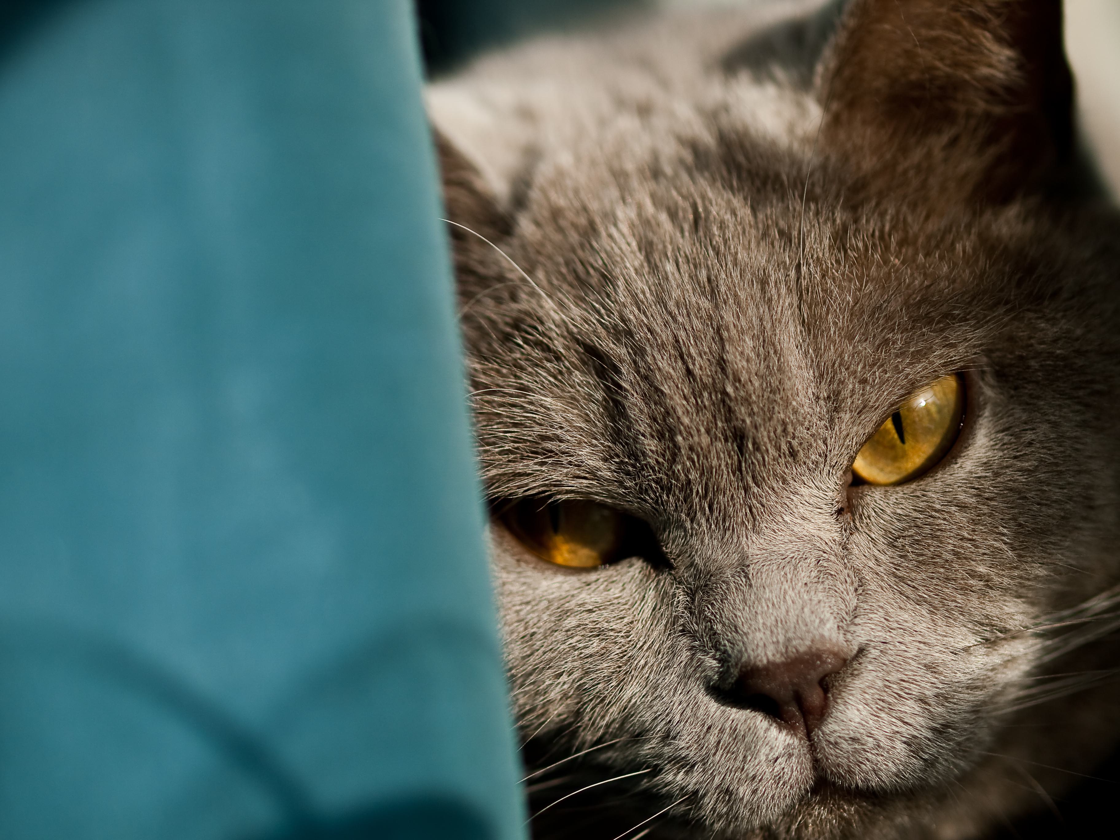 Closeup shot head gray british cat