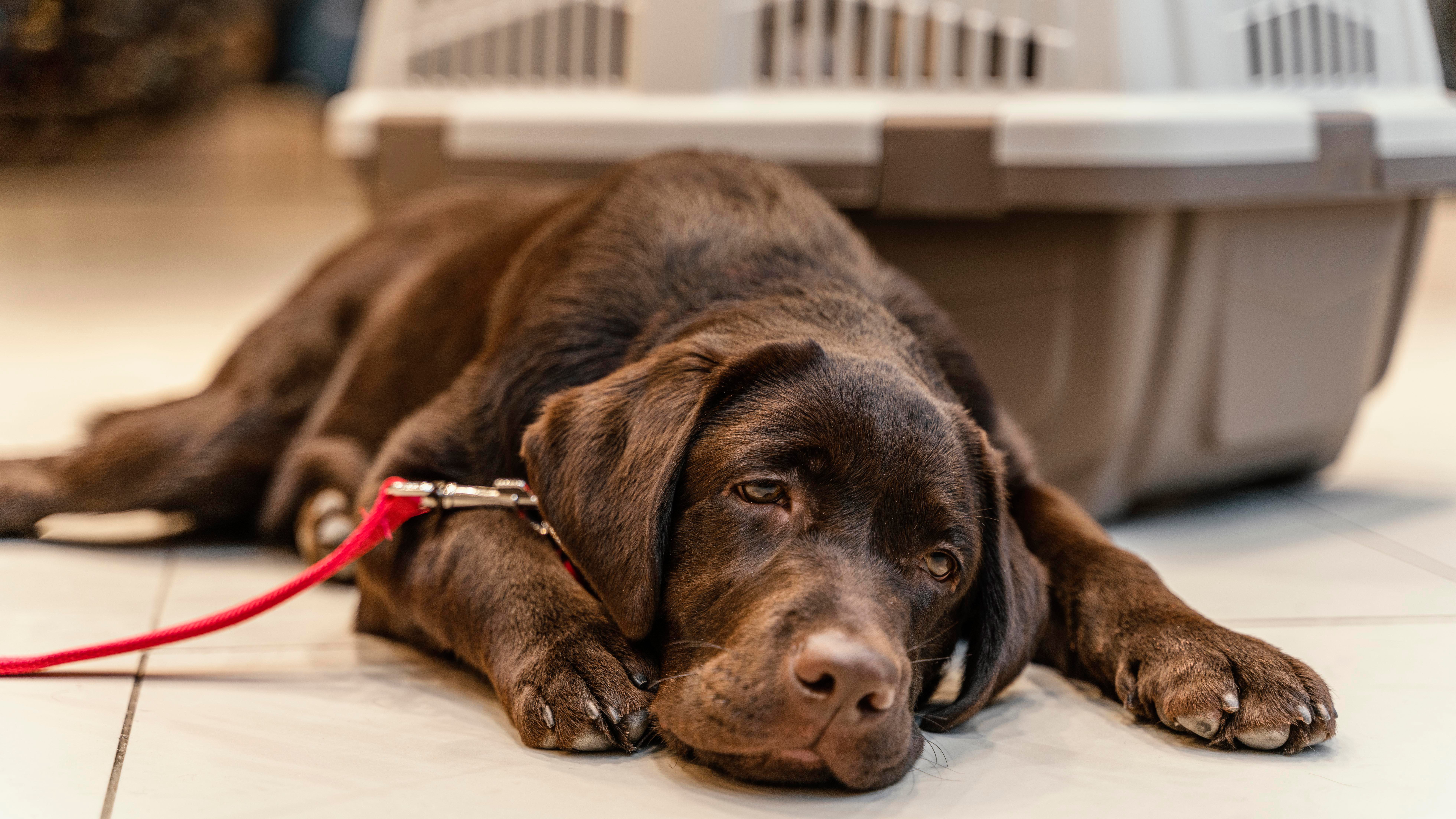 Cute brown dog pet shop
