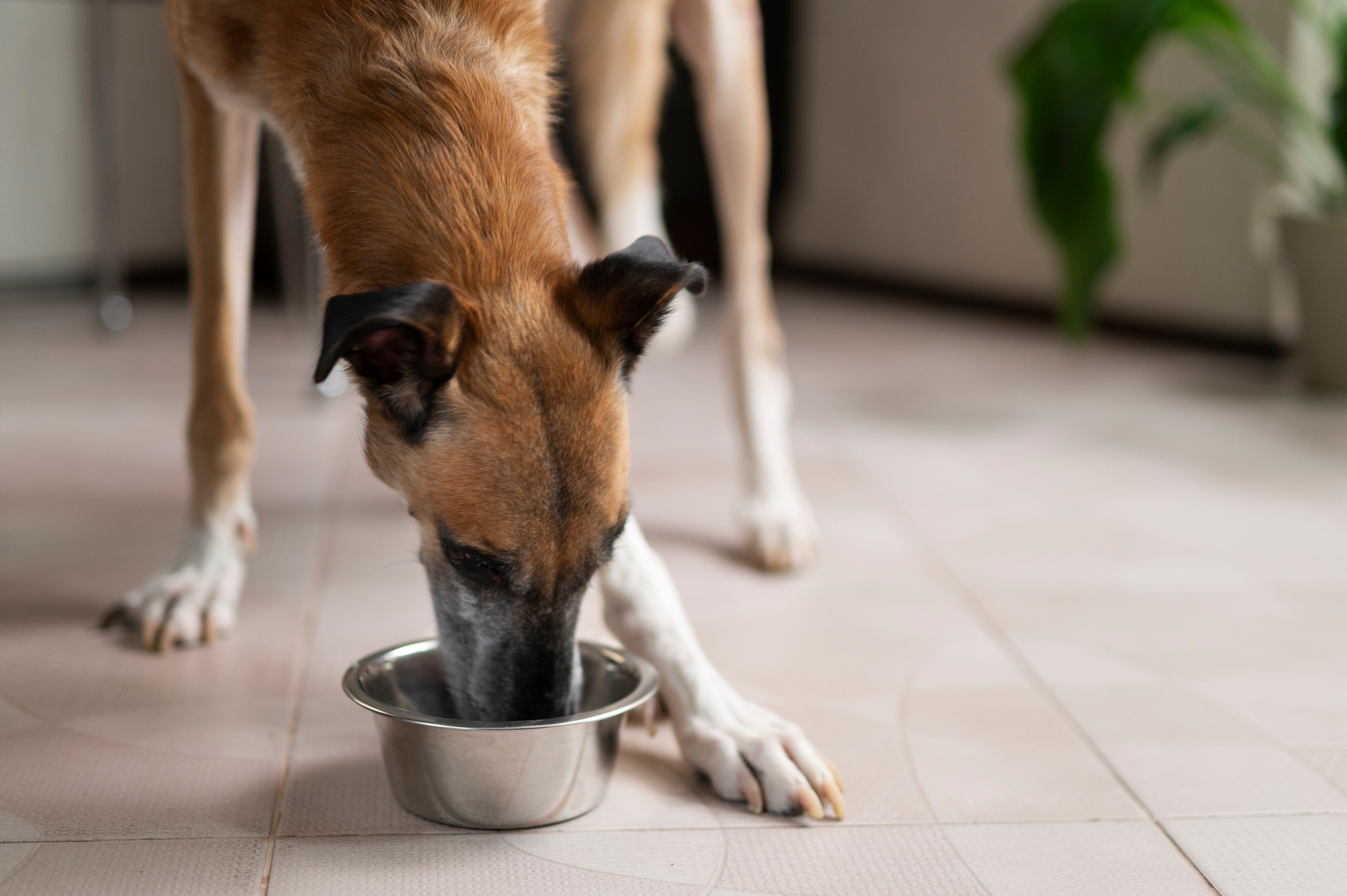 Cute dog eating from bowl