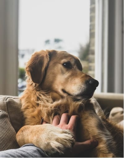 Dog clap