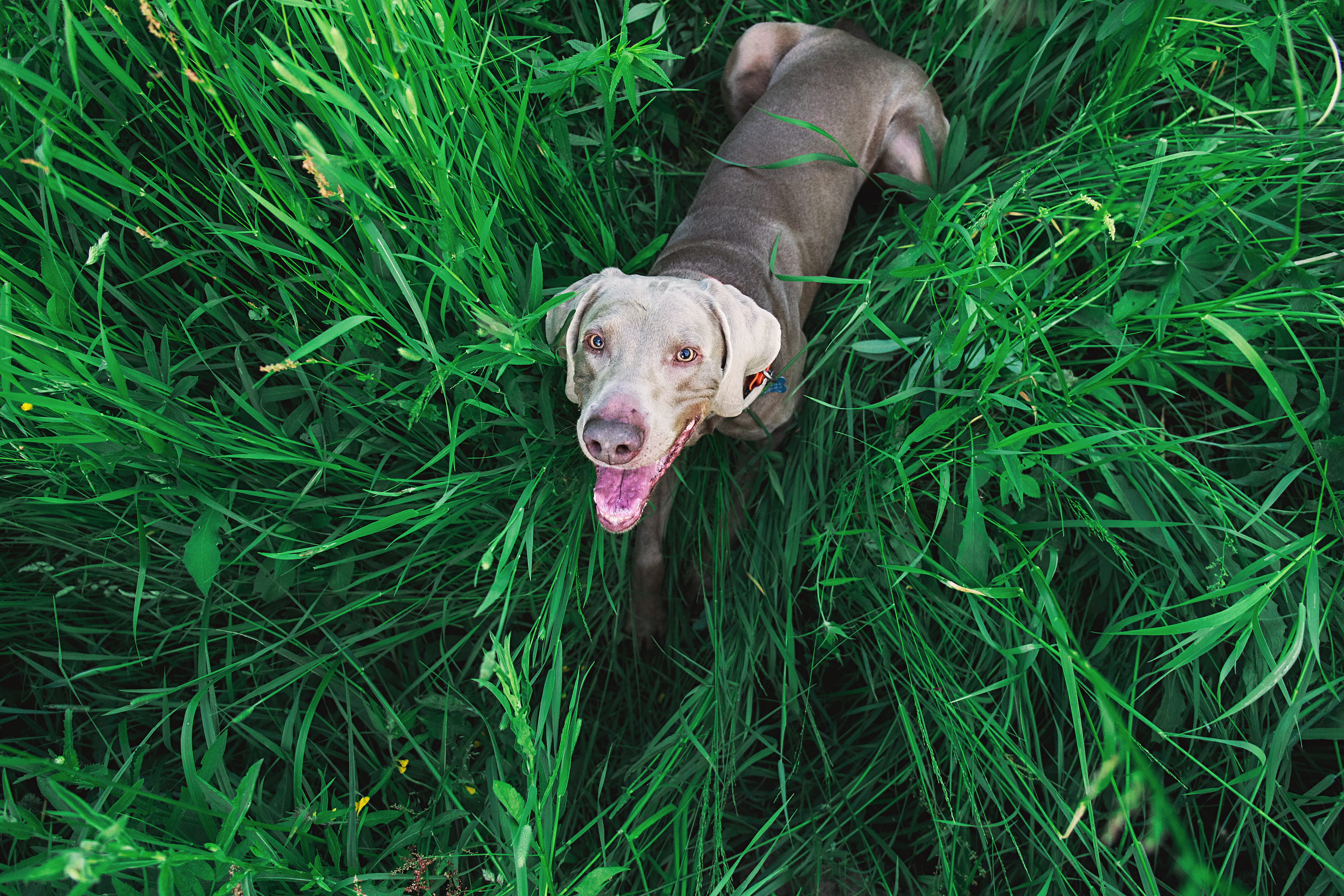 Dog field