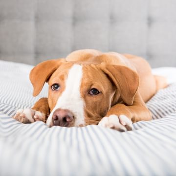 Dog not feeling well