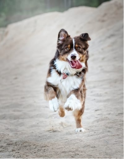 Dog running