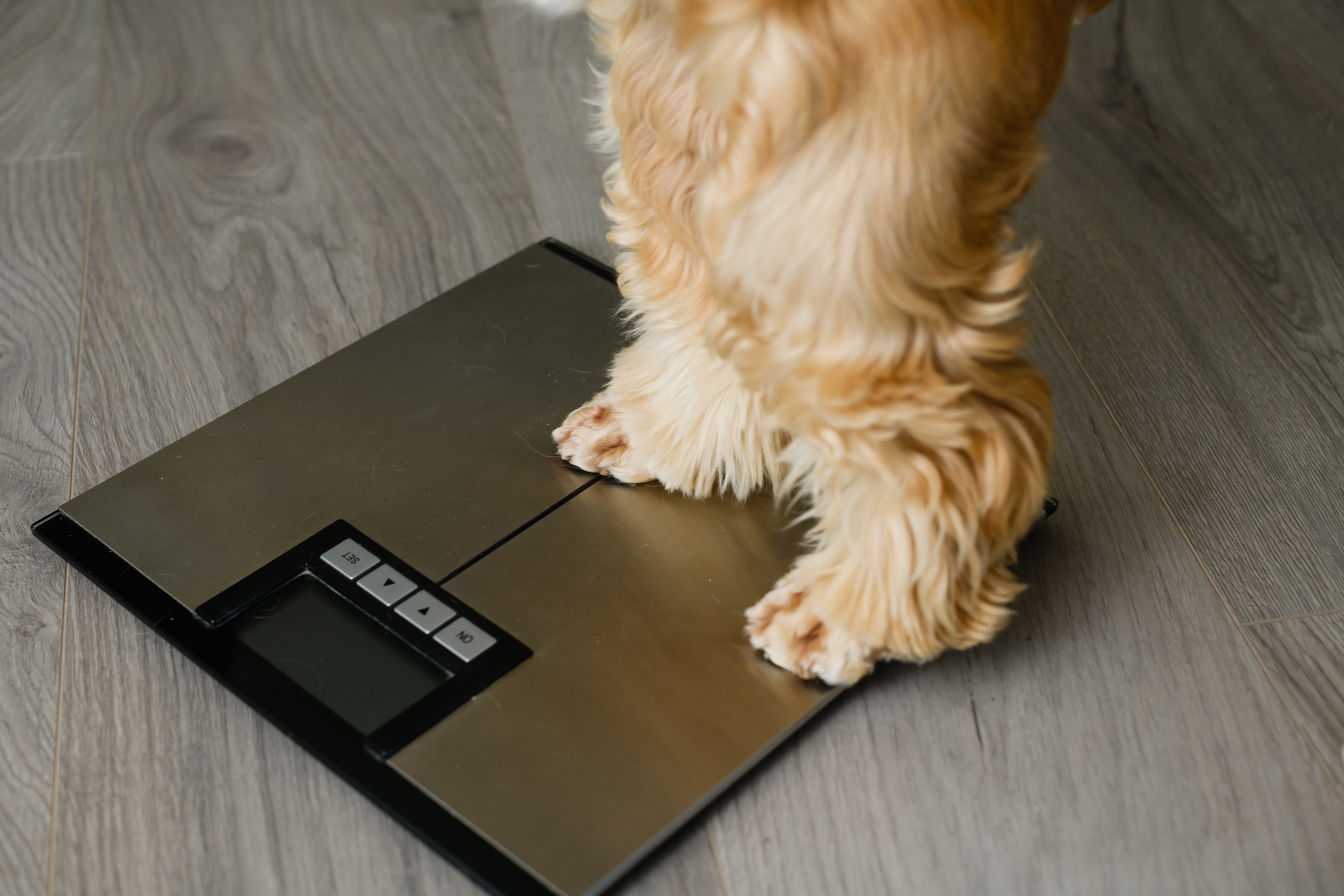 Dog stands with its hind legs floor scales 1