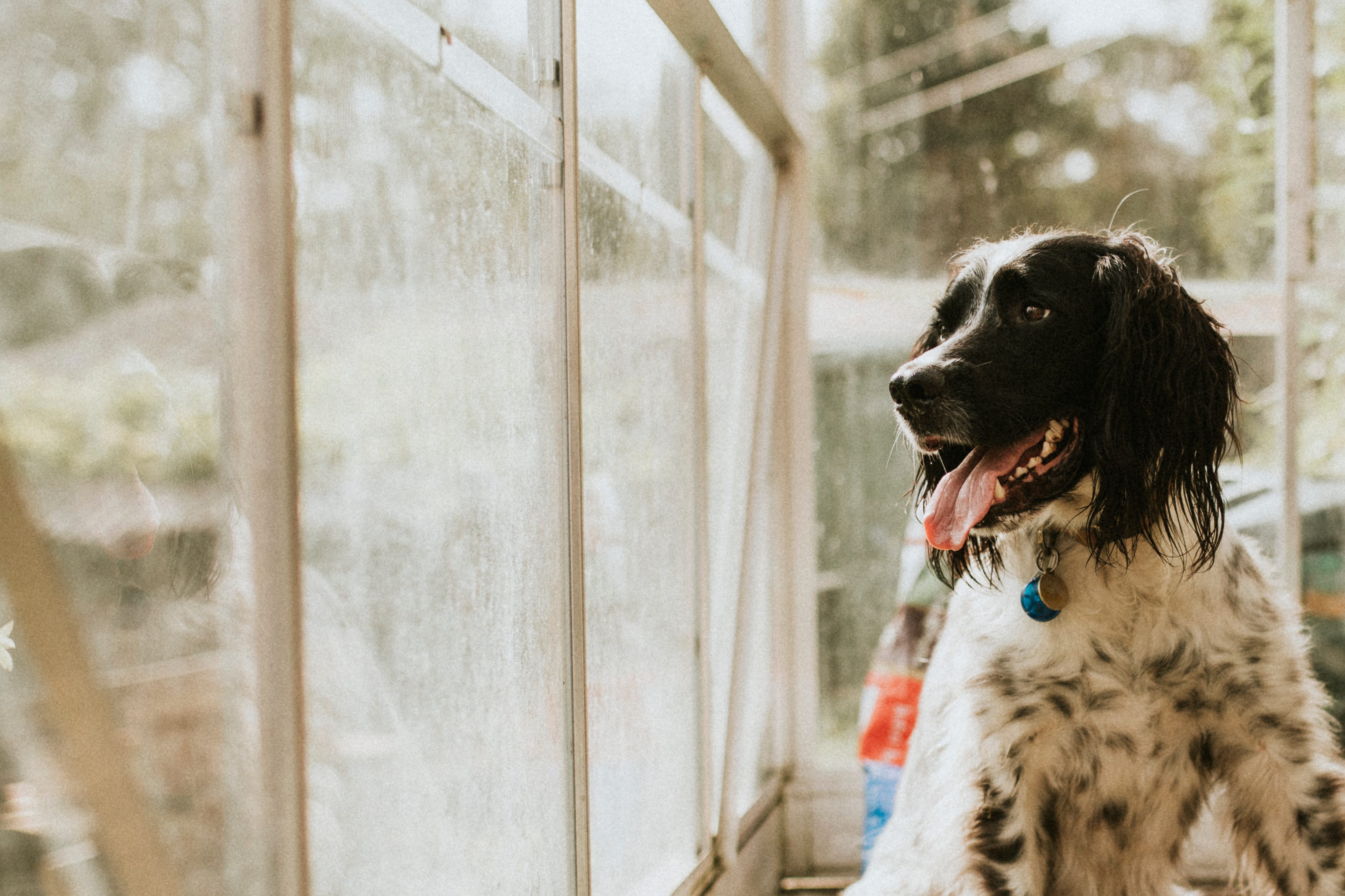English setter dog looking through greenhouse