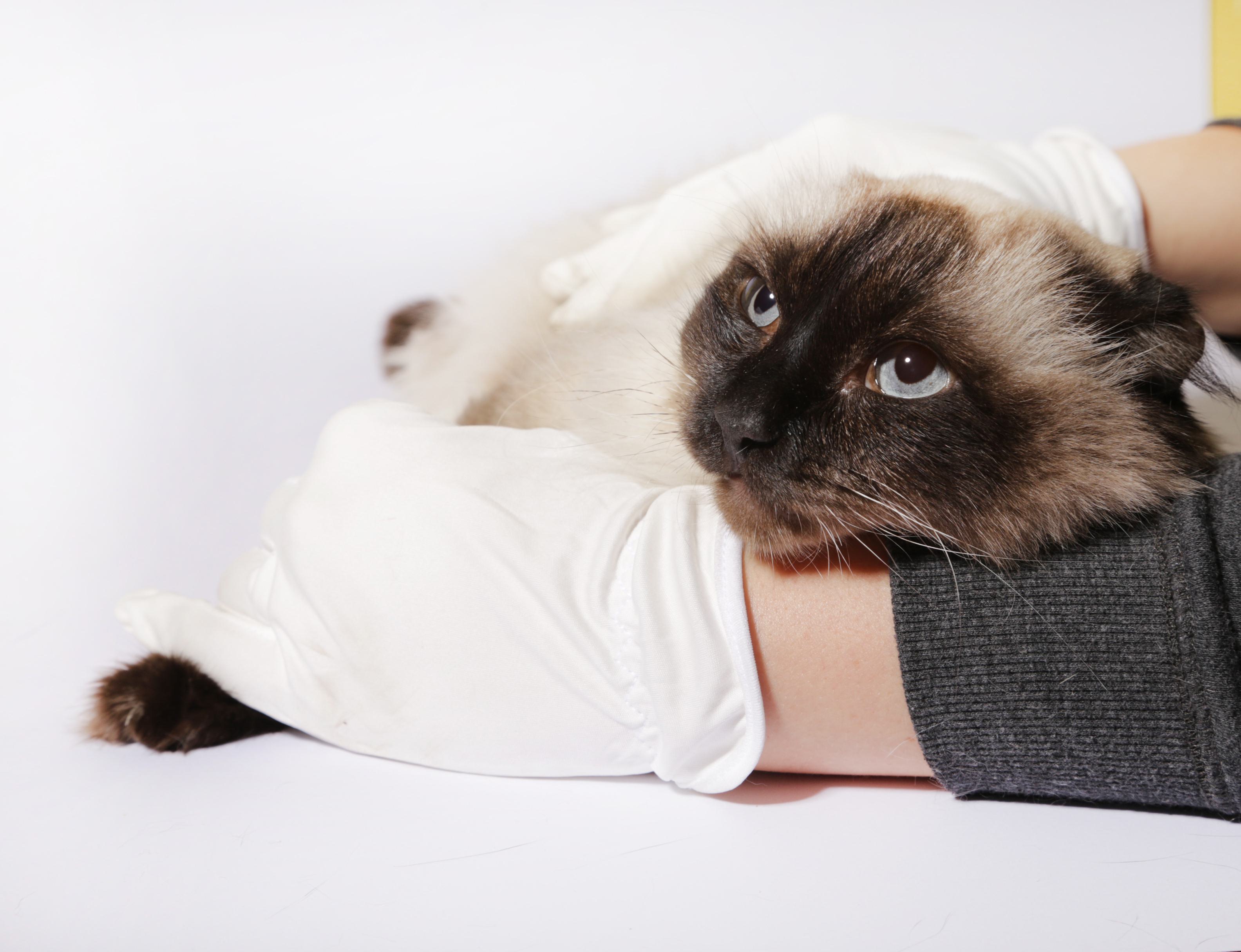 Fluffy cat white background