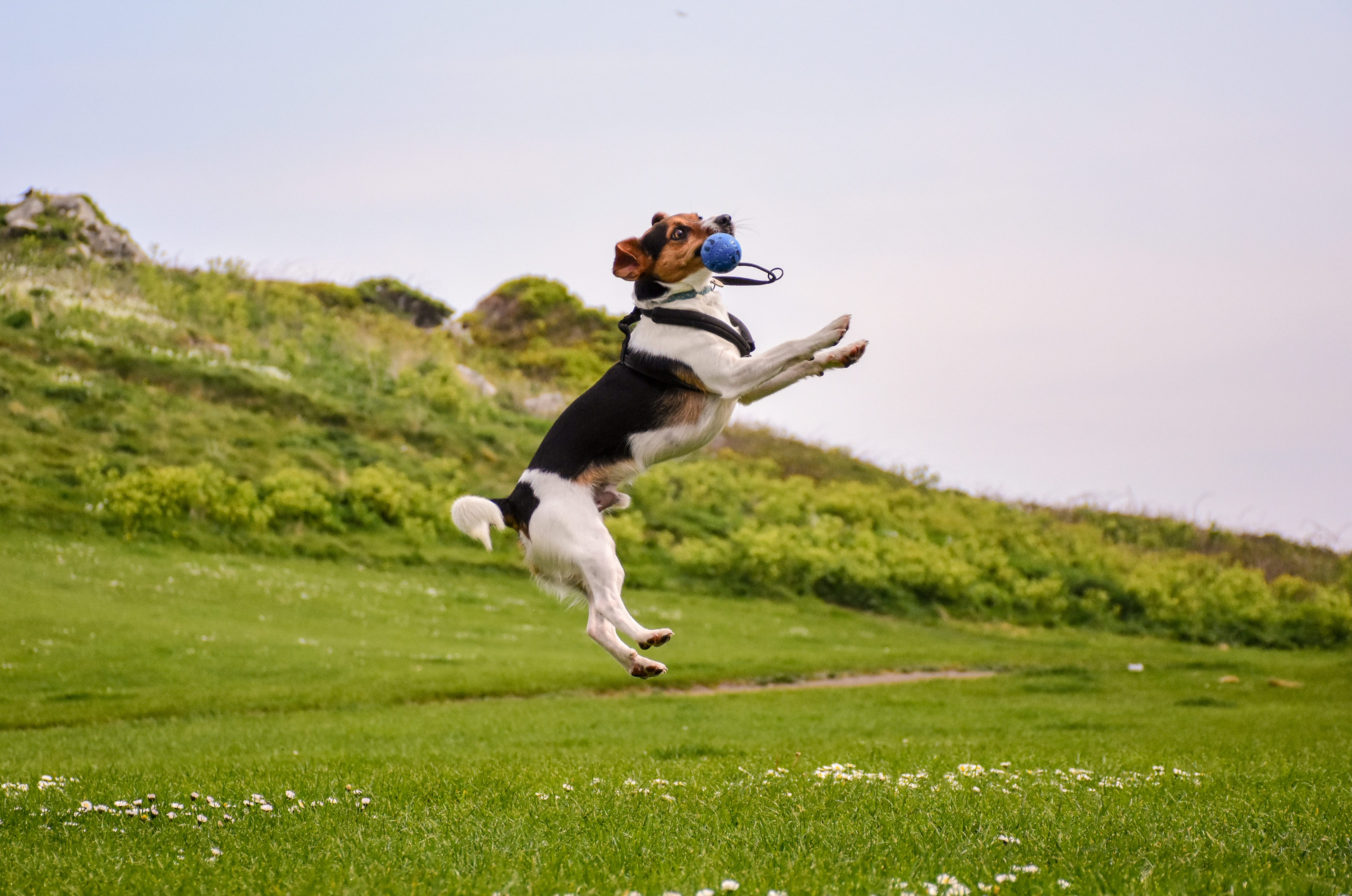 Full length dog running field
