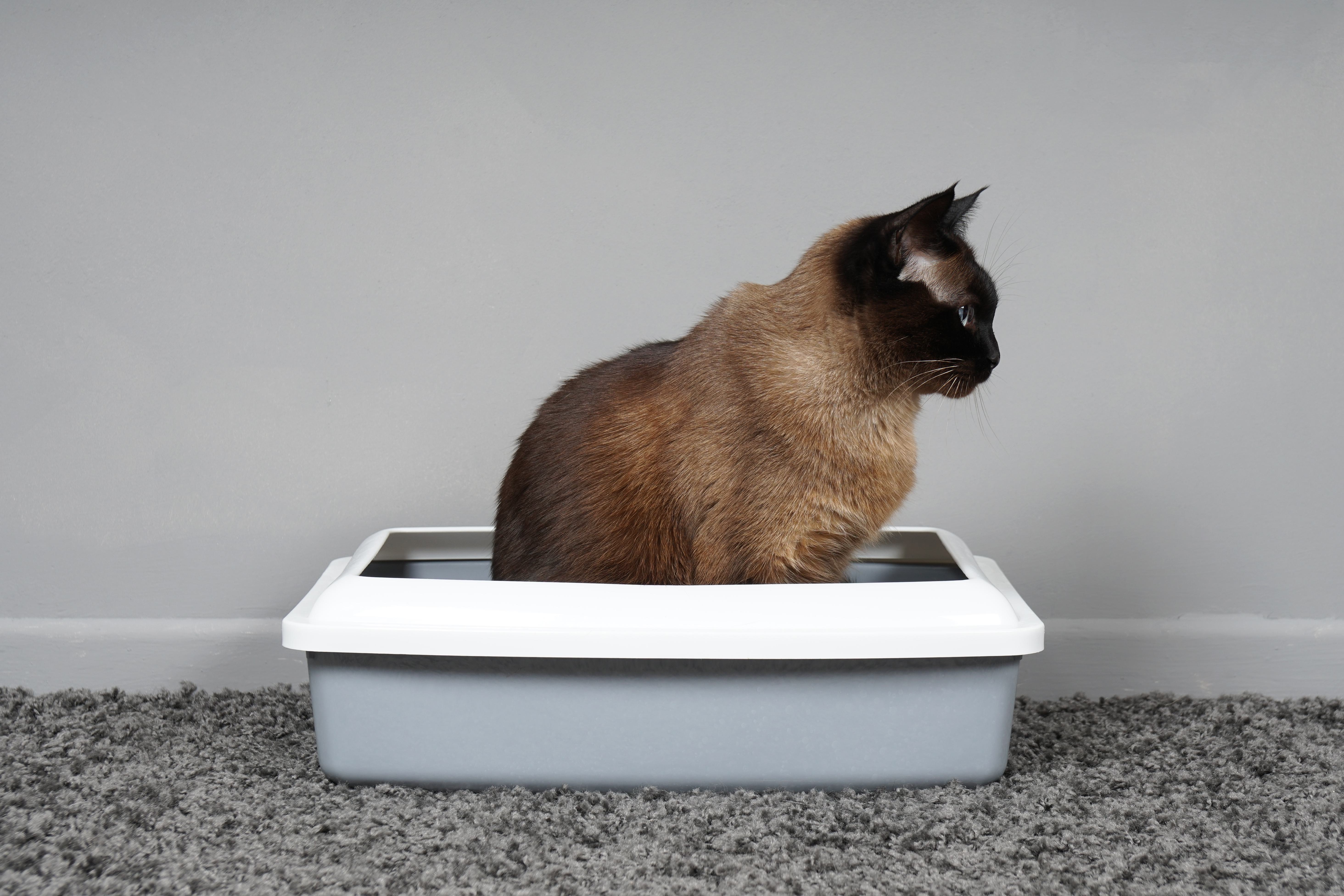 Housebroken cat sitting cat s toilet litter box